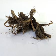 ریشه بابا آدم
