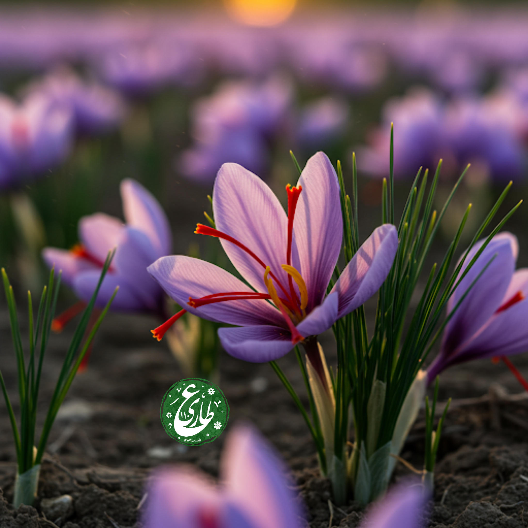 کاشت و برداشت زعفران